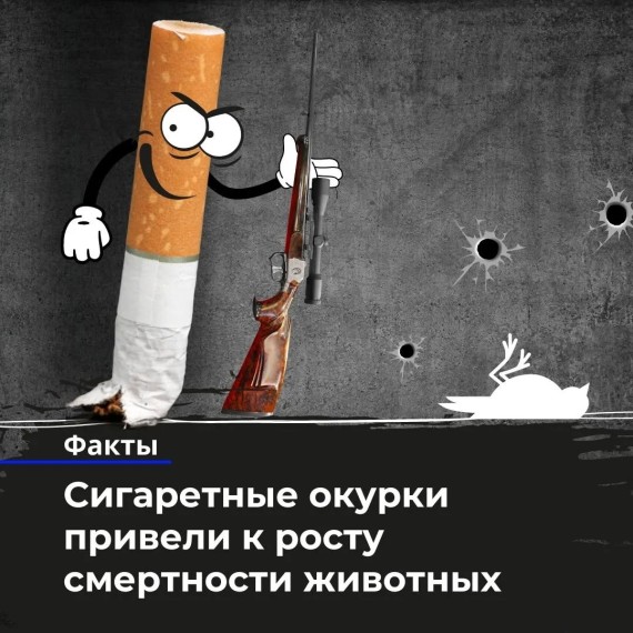 Сигаретные окурки увеличили рост смертности животных