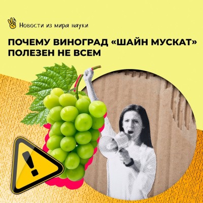 Почему виноград "Шайн мускат" полезен не всем?