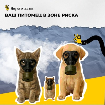Ваш питомец в зоне риска