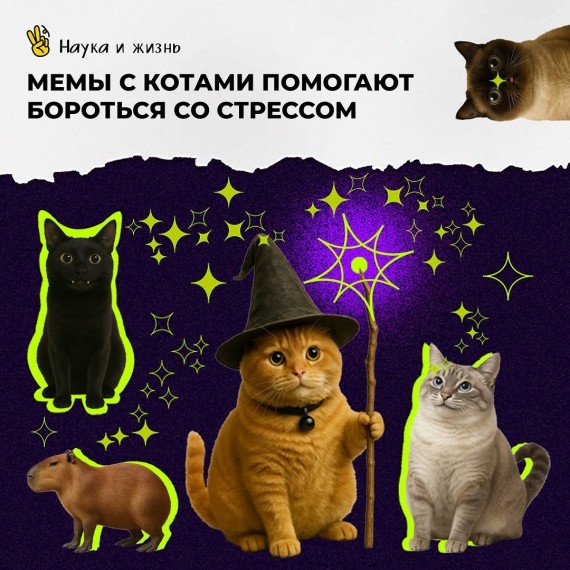 Мемы с котами помогают бороться со стрессом