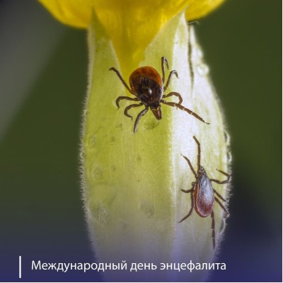 Энцефалит: симптомы, причины и как защититься