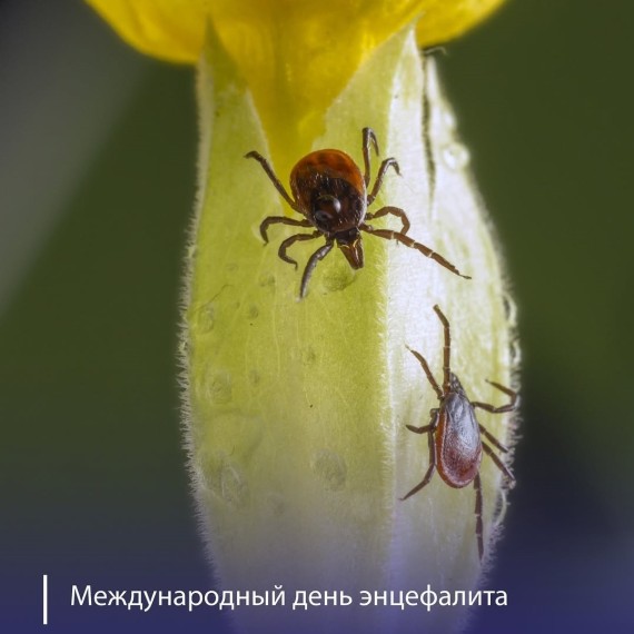 Энцефалит: симптомы, причины и как защититься