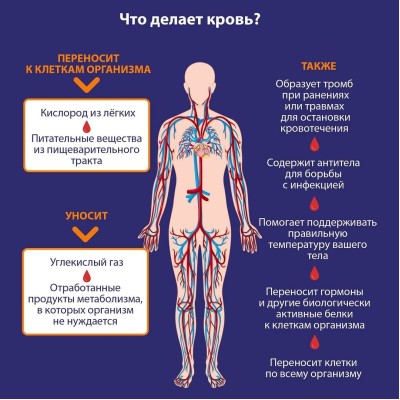 Что делает кровь?