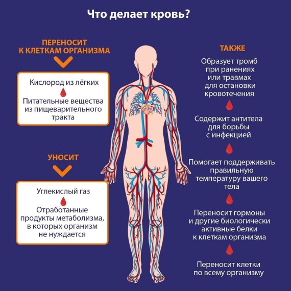 Что делает кровь?