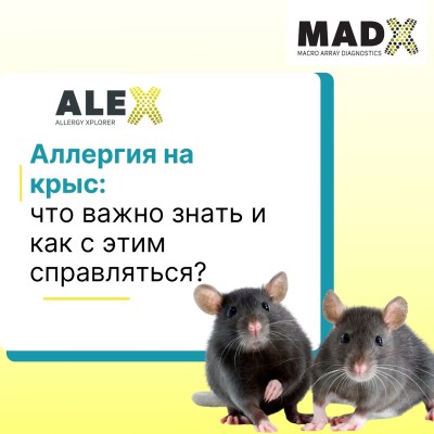 Аллергия на крыс: что важно знать и как с этим бороться?