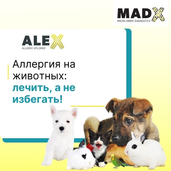 Аллергия на животных: лечить, а не избегать!