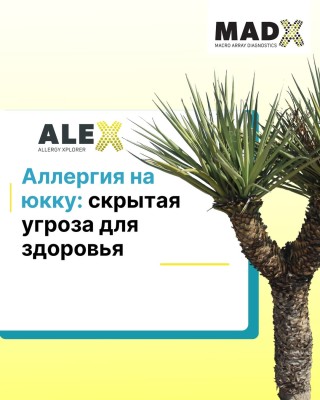 Аллергия на юкку: скрытая угроза для здоровья