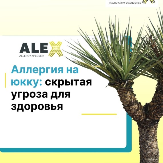 Аллергия на юкку: скрытая угроза для здоровья