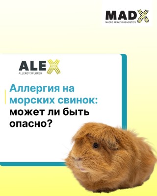 Аллергия на морских свинок: может ли быть опасно?