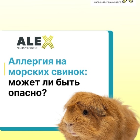 Аллергия на морских свинок: может ли быть опасно?
