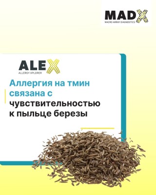 Аллергия на тмин связана с чувствительностью к пыльце березы