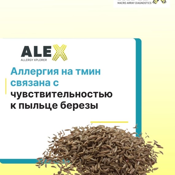 Аллергия на тмин связана с чувствительностью к пыльце березы