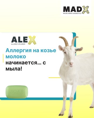 Аллергия на козье молоко начинается... с мыла