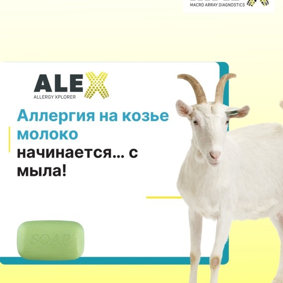 Аллергия на козье молоко начинается... с мыла