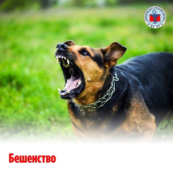 Бешенство. Признаки и что делать при укусе?