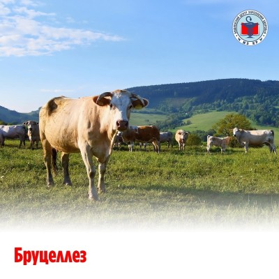 Бруцеллез - что это и как не заразиться?