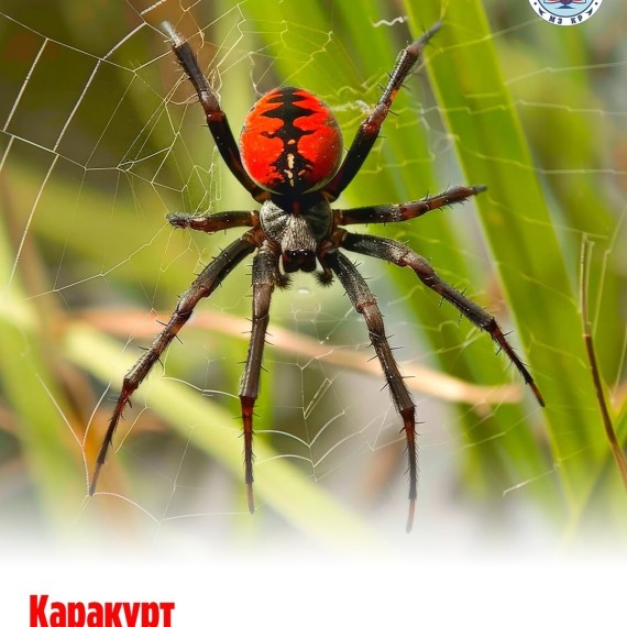 Каракурт; первая помощь при укусе