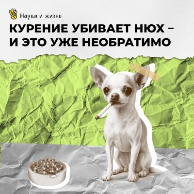 Курение убивает нюх - и это уже не обратимо