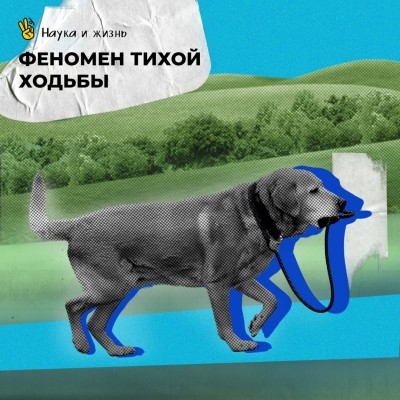 Феномен «тихой ходьбы»