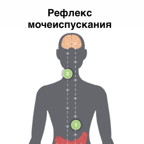 Что включает в себя рефлекс мочеиспускания?