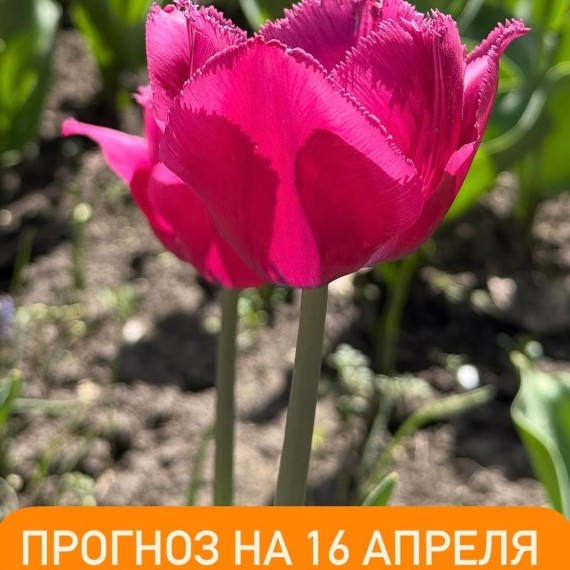 Гороскоп для всех знаков зодиака 16.04.2025