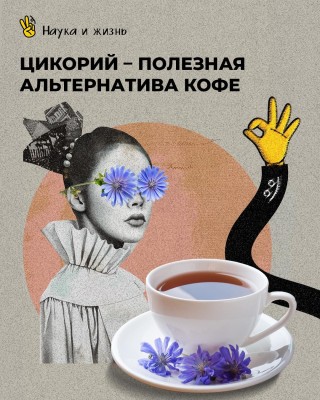 Цикорий - полезная альтернатива кофе