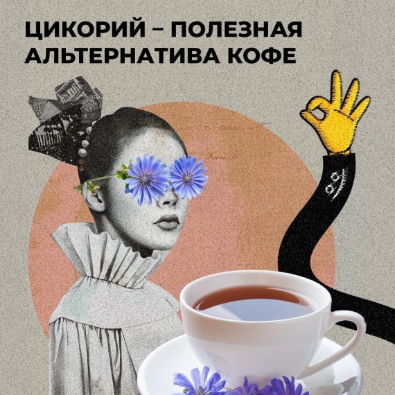 Цикорий - полезная альтернатива кофе