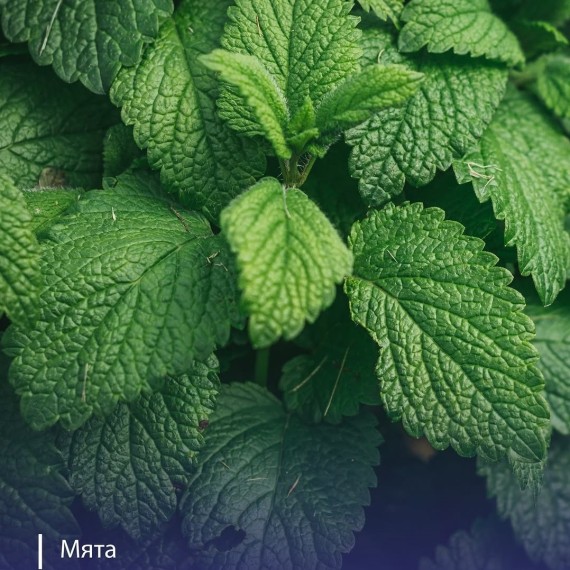 Чем полезна мята?
