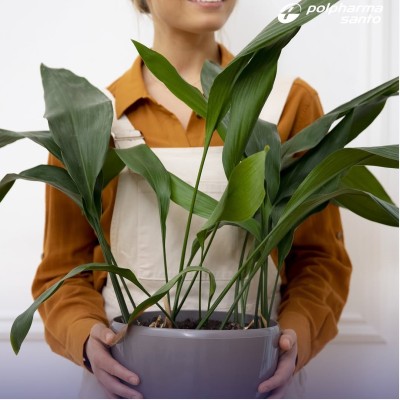 Чем полезны комнатные растения?