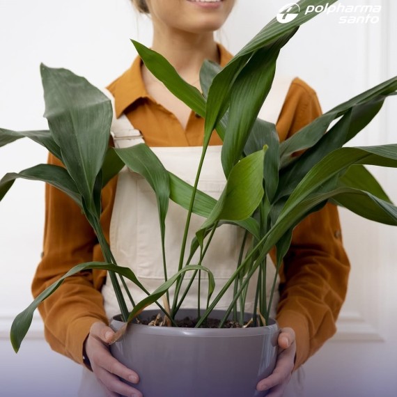 Чем полезны комнатные растения?