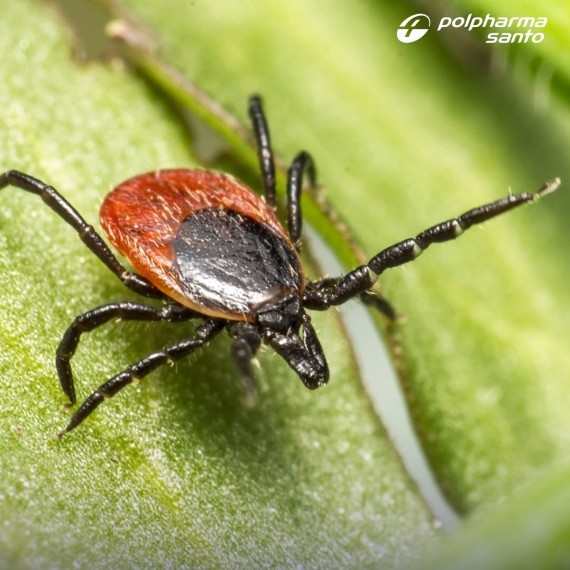 Энцефалит: симптомы, пути передачи и профилактика