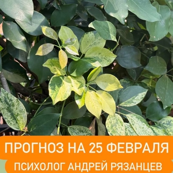 Гороскоп для всех знаков зодиака на 25 февраля 2026 года от Андрея Рязанцева
