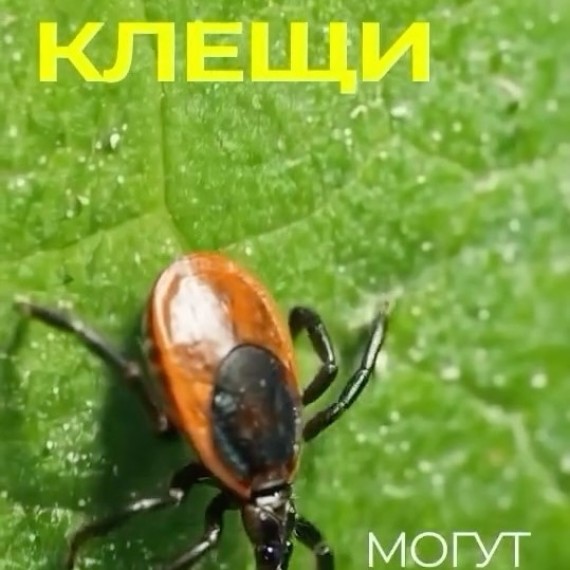 Что делать, если укусил клещ? 