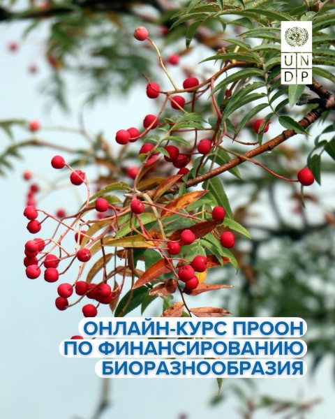Открыт набор на онлайн-курс ПРООН по финансированию биоразнообразия