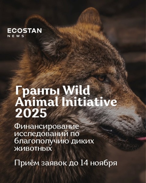 Программа грантов Wild Animal Initiative 2025