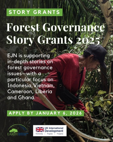 Программа грантов Forest Governance Story Grants 2026