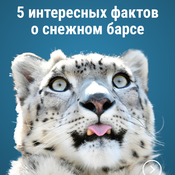 Международный день снежного барса 🐆❄️