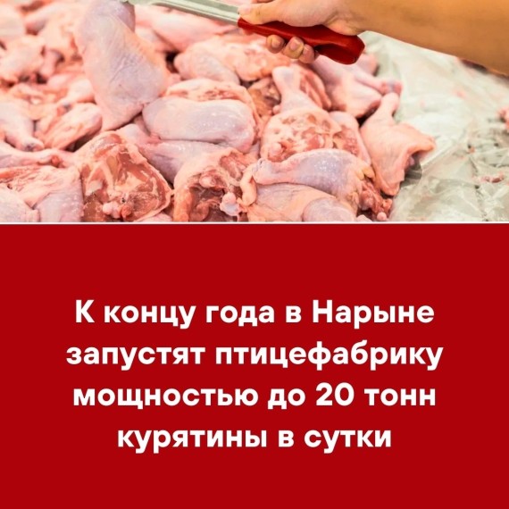 К концу году в Нарыне запустят птицефабрику мощностью до 20 тонн курятины в сутки