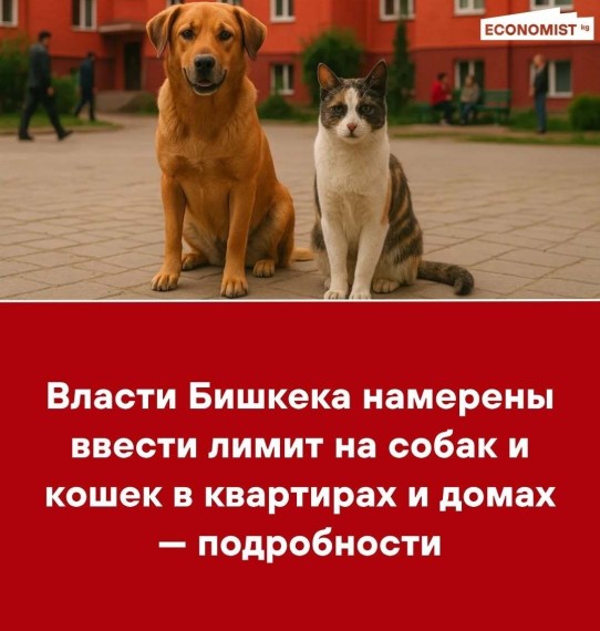 Власти Бишкека намерены ввести лимит на собак и кошек в квартирах и домах ‒ подробности