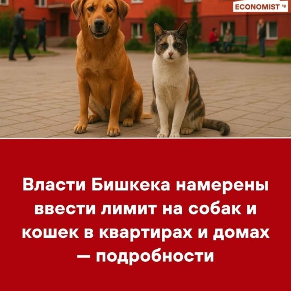 Власти Бишкека намерены ввести лимит на собак и кошек в квартирах и домах ‒ подробности