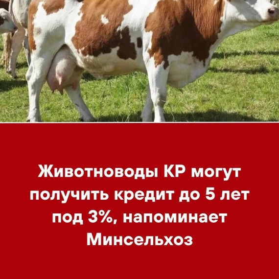 Животноводы КР могут получить кредит до 5 лет под 3%, напоминает Минсельхоз
