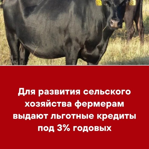 Для развития сельского хозяйства фермерам выдают льготные кредиты под 3% годовых