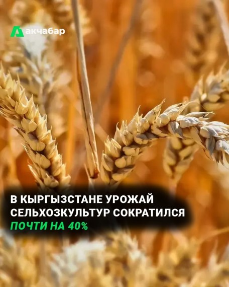 В Кыргызстане урожай сельхозкультур сократился почти на 40%