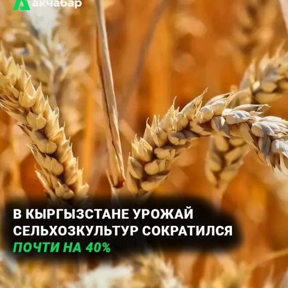 В Кыргызстане урожай сельхозкультур сократился почти на 40%