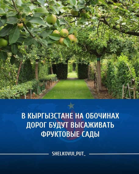 В Кыргызстане на обочинах дорог будут высаживать фруктовые сады