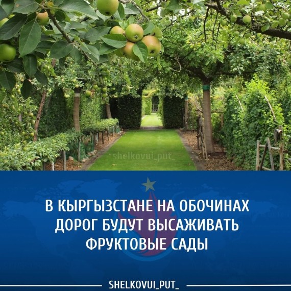 В Кыргызстане на обочинах дорог будут высаживать фруктовые сады