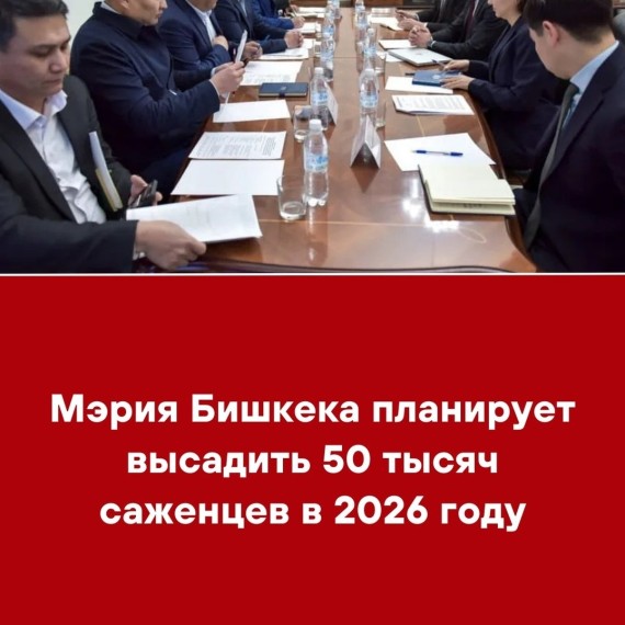 Мэрия Бишкека планирует высадить 50 тысяч саженцев в 2026 году