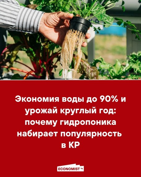 Экономия воды до 90% и урожай круглый год: почему гидропоника набирает популярность в КР