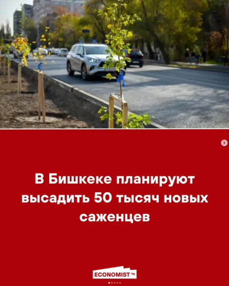 В Бишкеке планируют высадить 50 тысяч новых саженцев