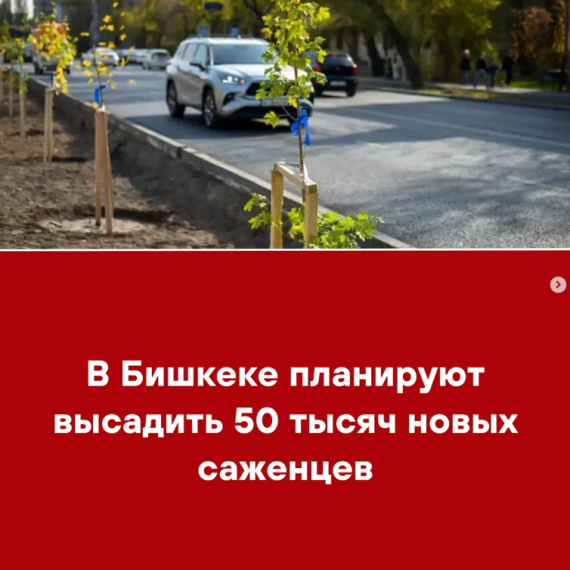 В Бишкеке планируют высадить 50 тысяч новых саженцев